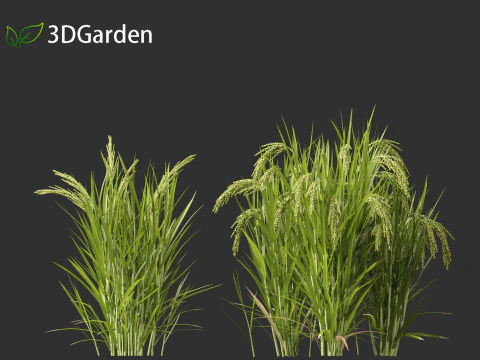 Oryza sativa - Rice 3D Model
