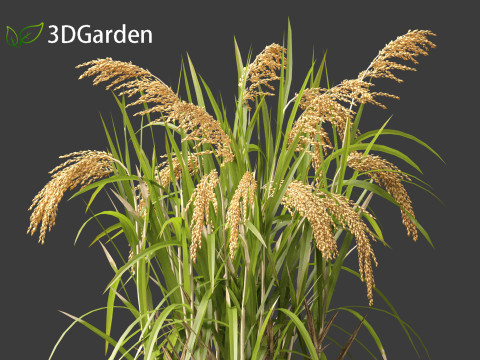 Oryza sativa - Rice Modelo 3D