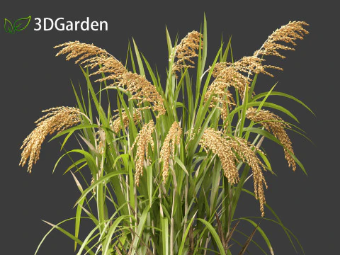 Oryza sativa - Rice 3D Model