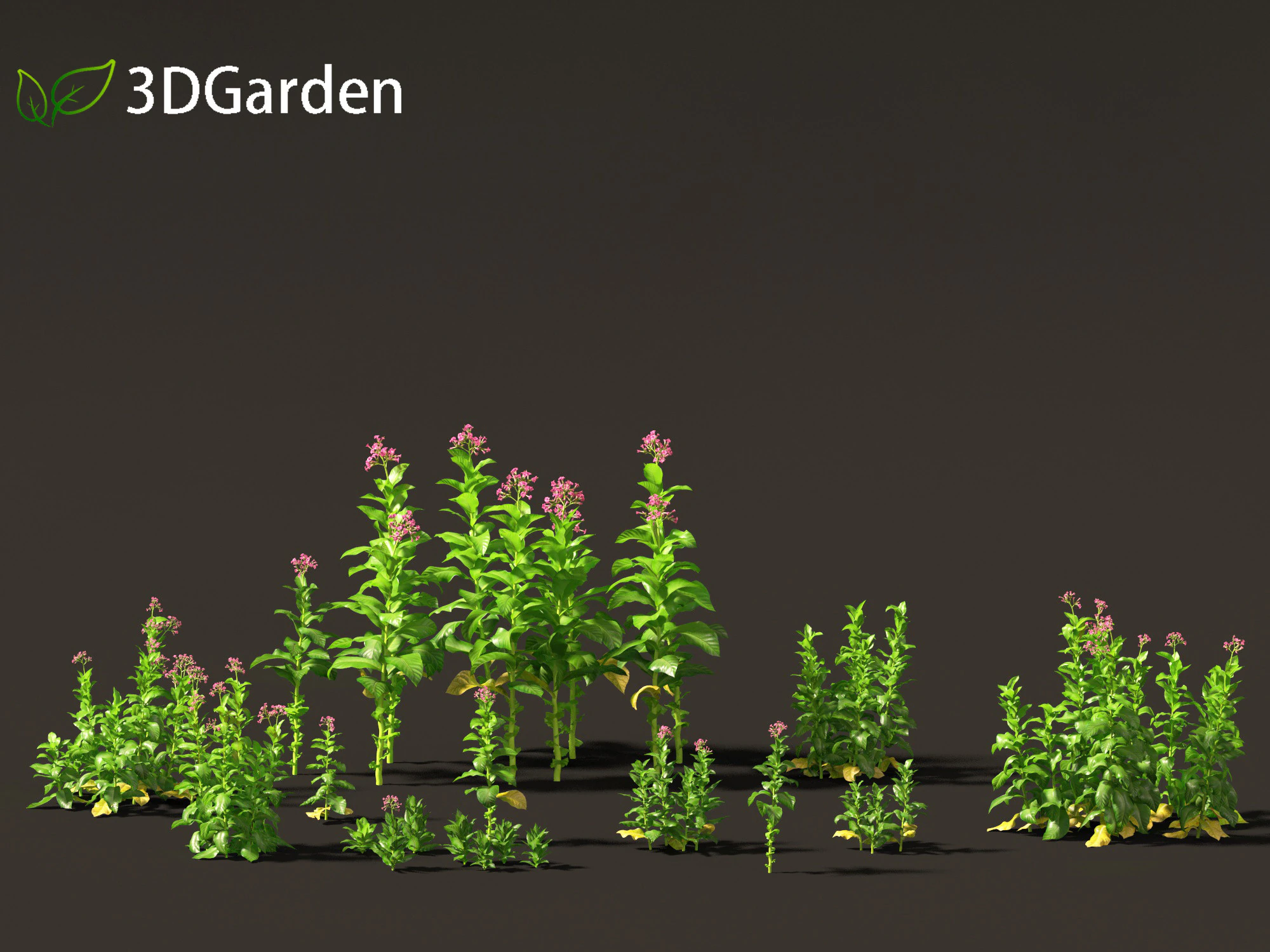 Nicotiana tabacum - Tobacco 3D Model .c4d .max .obj .3ds .fbx .stl .blend 
