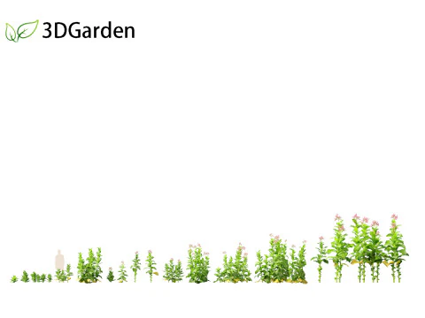 Nicotiana tabacum - Tobacco 3D Model