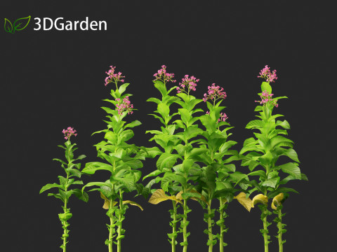 Nicotiana tabacum - Tobacco 3D 모델
