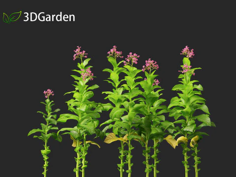 Nicotiana tabacum - Tobacco 3D Model