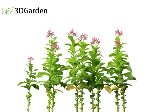 Nicotiana tabacum - Tobacco 3D Model