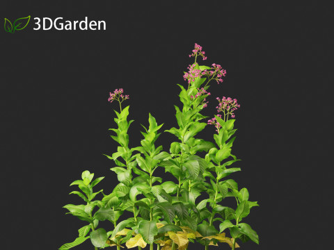 Nicotiana tabacum - Tobacco 3D 모델