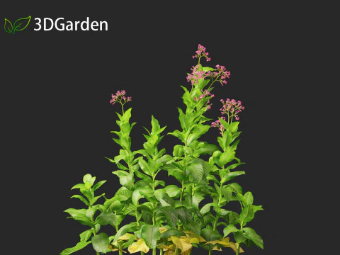 Nicotiana tabacum - Tobacco 3D Model