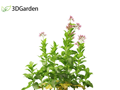 Nicotiana tabacum - Tobacco 3D 모델