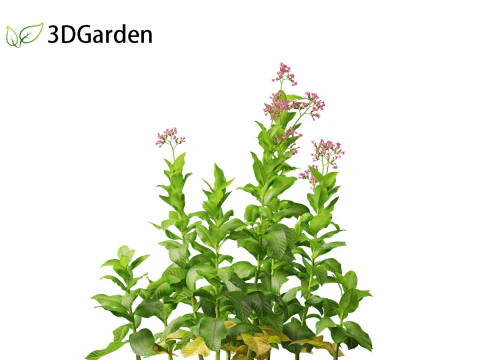 Nicotiana tabacum - Tobacco 3D Model