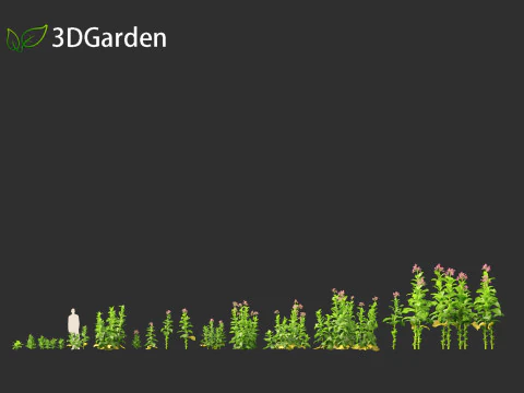 Nicotiana tabacum - Tobacco 3D Model