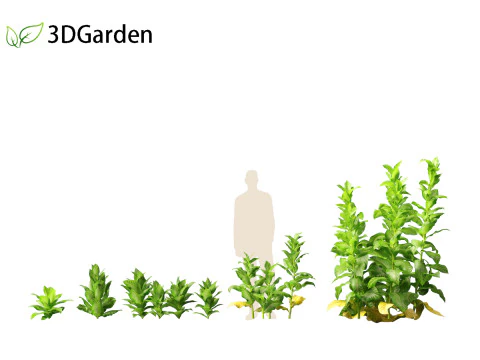 Nicotiana tabacum - Tobacco 3D Model