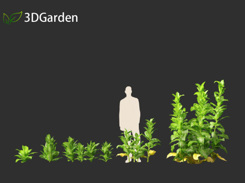 Nicotiana tabacum - Tobacco 3D 모델