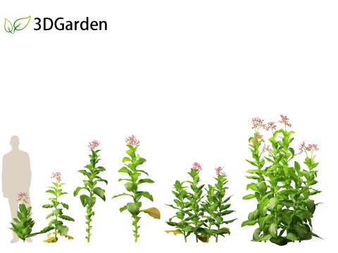Nicotiana tabacum - Tobacco 3D 모델