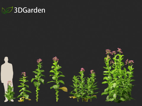 Nicotiana tabacum - Tobacco 3D 모델