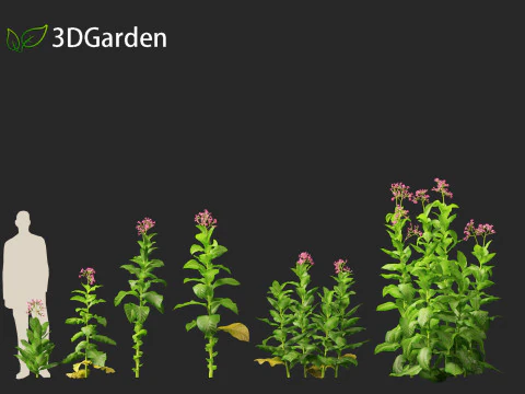 Nicotiana tabacum - Tobacco 3D Model