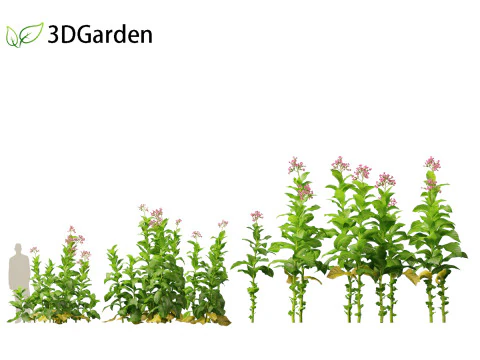 Nicotiana tabacum - Tobacco 3D Model