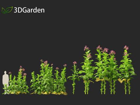 Nicotiana tabacum - Tobacco 3D Model