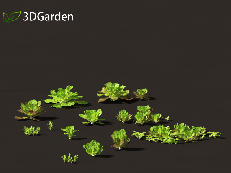 Lactuca sativa - Lettuce 3D 모델 .c4d .max .obj .3ds .fbx .stl .blend 