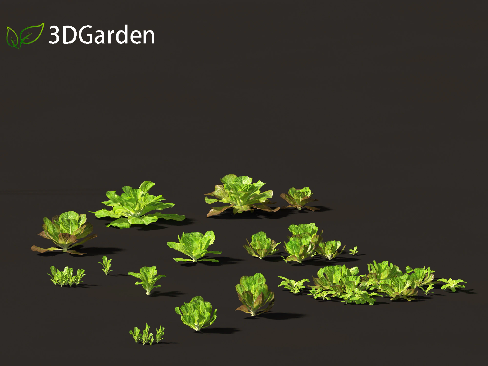 Lactuca sativa - Lettuce 3D Model .c4d .max .obj .3ds .fbx .stl .blend 