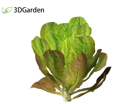 Lactuca sativa - Lettuce 3D 모델