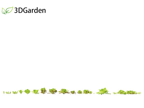 Lactuca sativa - Lettuce 3D 모델