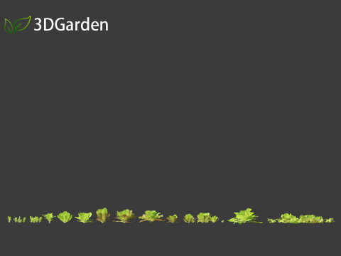 Lactuca sativa - Lettuce 3D 모델