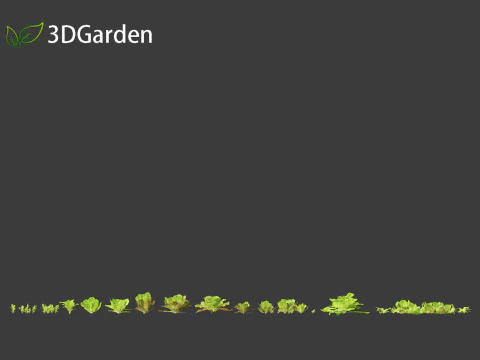 Lactuca sativa - Lettuce 3D Model