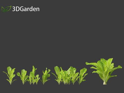 Lactuca sativa - Lettuce 3D 모델