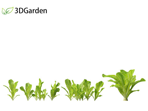 Lactuca sativa - Lettuce 3D 모델