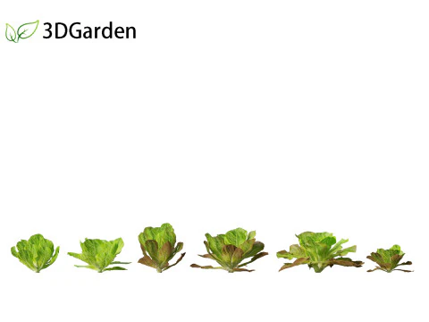 Lactuca sativa - Lettuce 3D Model