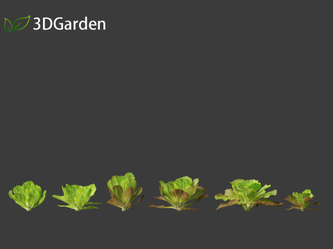 Lactuca sativa - Lettuce 3D 모델