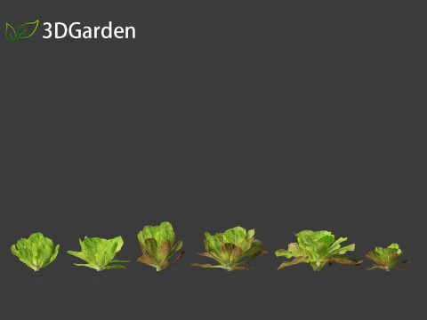 Lactuca sativa - Lettuce 3D Model
