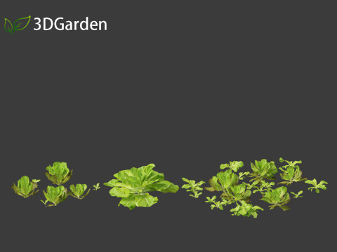 Lactuca sativa - Lettuce 3D 모델