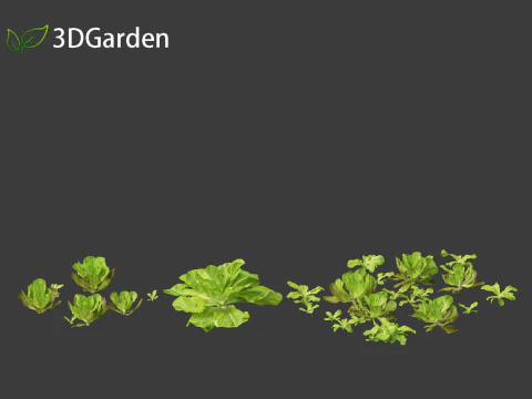 Lactuca sativa - Lettuce 3D Model