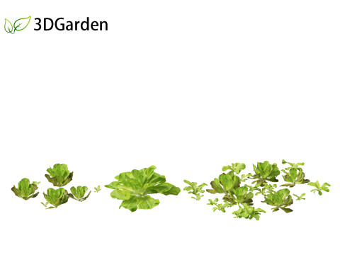 Lactuca sativa - Lettuce 3D 모델