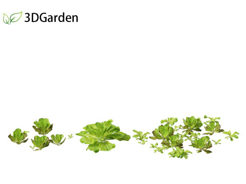 Lactuca sativa - Lettuce 3D Model