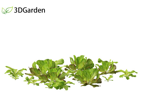 Lactuca sativa - Lettuce 3D 모델