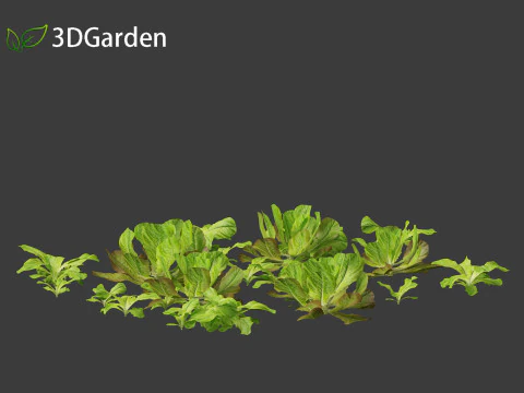 Lactuca sativa - Lettuce 3D Model