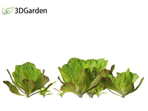 Lactuca sativa - Lettuce 3D 모델
