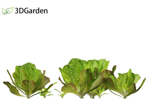 Lactuca sativa - Lettuce 3D Model