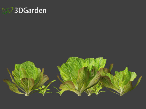 Lactuca sativa - Lettuce 3D 모델
