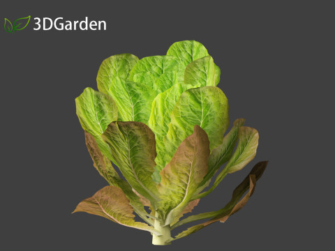 Lactuca sativa - Lettuce 3D 모델