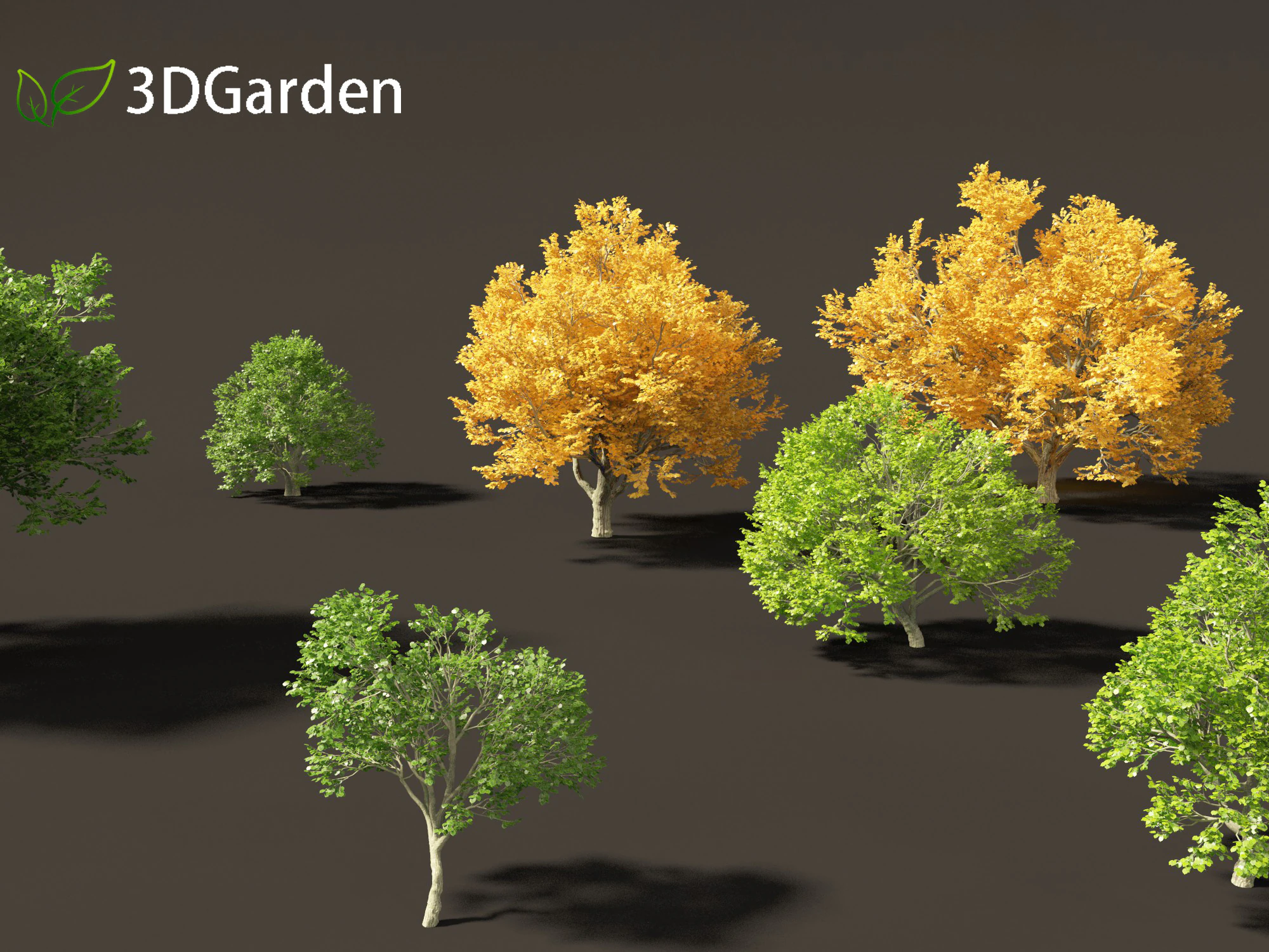 Tilia tomentosa - Silver linden 3D Model .c4d .max .obj .3ds .fbx .stl .blend 