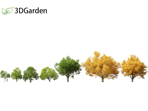 Tilia tomentosa - Silver linden 3D Model