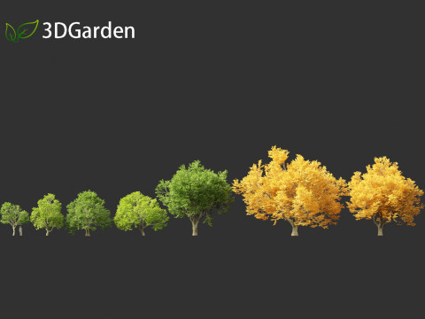 Tilia tomentosa - Silver linden Model 3D