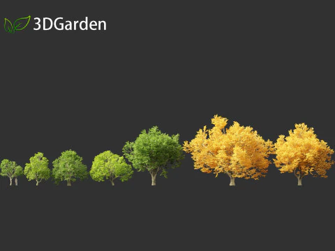 Tilia tomentosa - Silver linden 3D Model