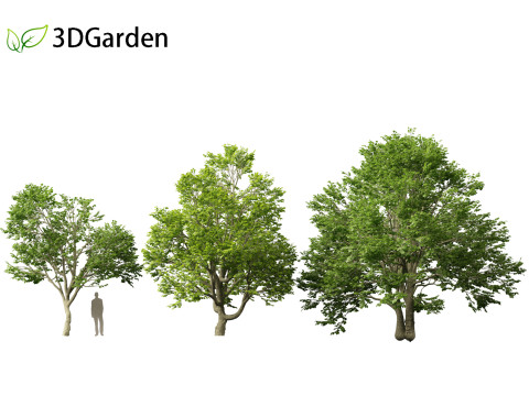 Tilia tomentosa - Silver linden Model 3D