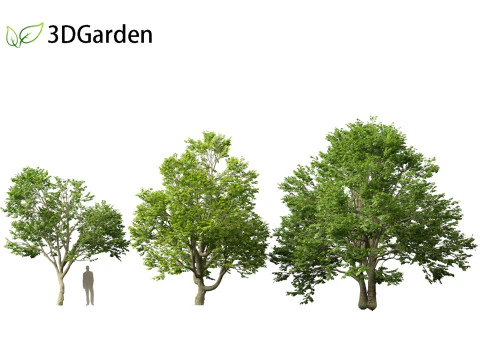 Tilia tomentosa - Silver linden 3D Model