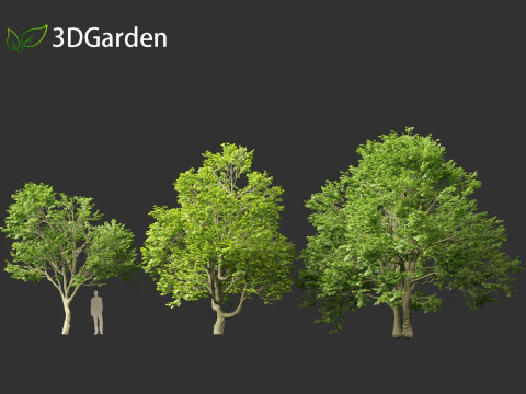 Tilia tomentosa - Silver linden 3D Model