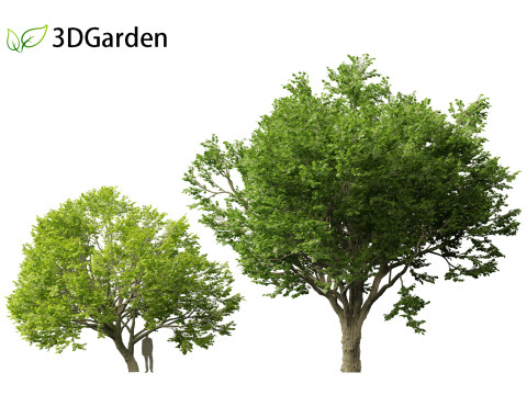 Tilia tomentosa - Silver linden Model 3D