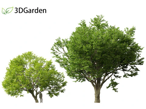 Tilia tomentosa - Silver linden 3D Model